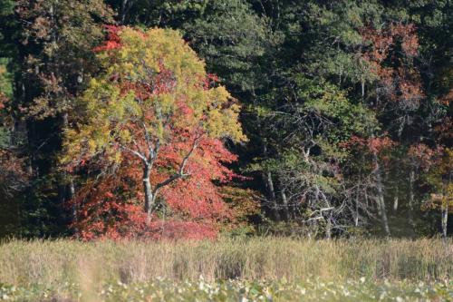 Réserve de Great Meadows