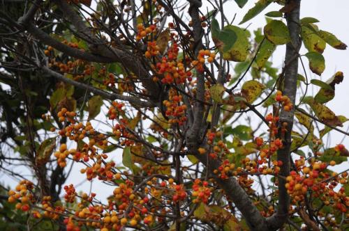 Sachuest Point (Rhode Island)