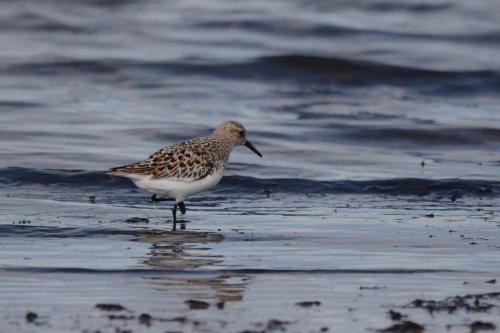 Bécasseau sanderling