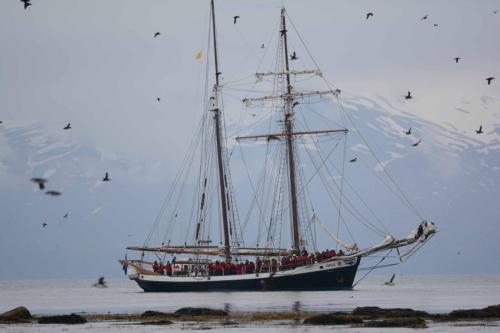Voilier d'observation de baleines entouré de macareux