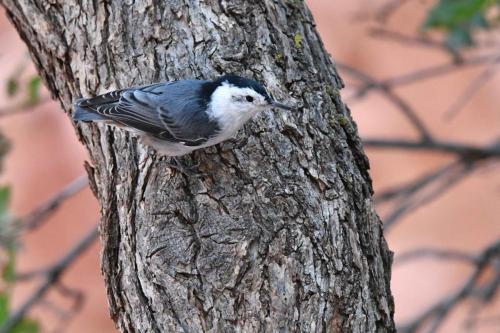 Sittelle à poitrine blanche