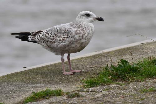 Goéland argenté (immature)