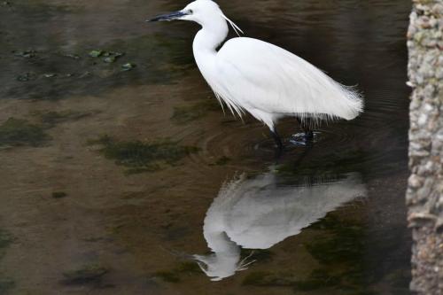 Aigrette garzette