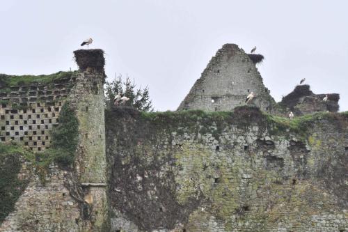 Cigognes blanches au chateau de la Rivière
