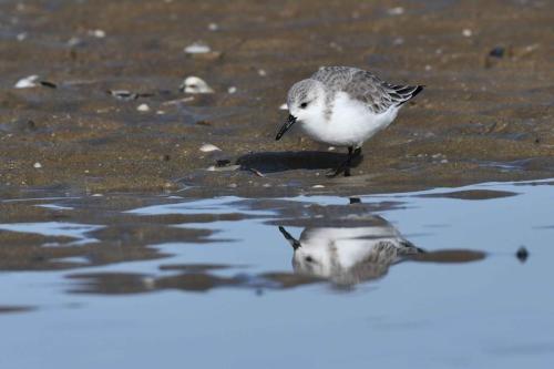 Bécasseau sanderling