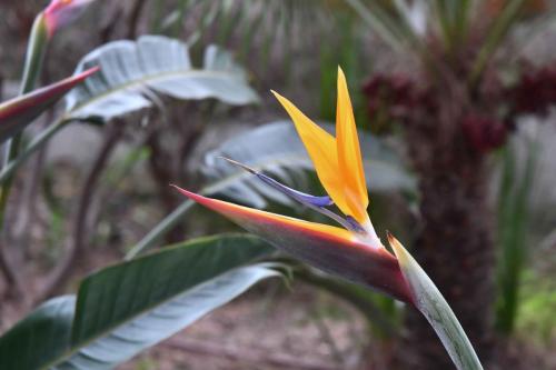 Oiseau de Paradis (Strelitzia reginae)