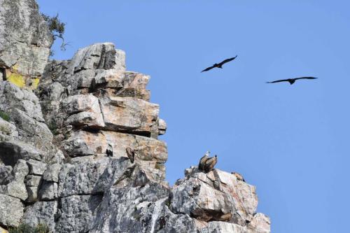 Vautours fauves à Salto del Gitano