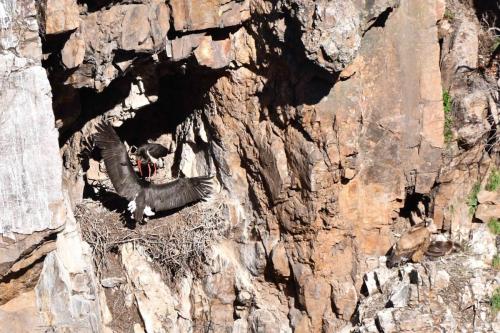Cigognes noires à Salto del Gitano