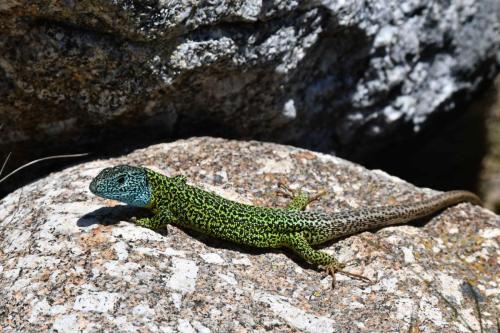 Lézard vert ibérique  (Lacerta schreiberi)