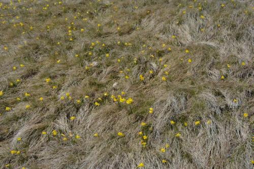 Narcissus graellsii