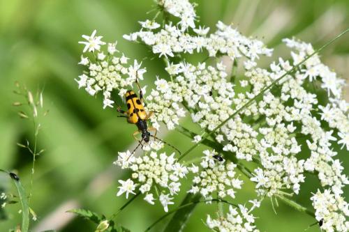 Rutpela maculata