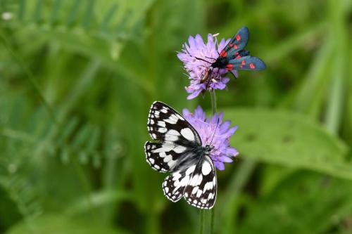 Demi-deuil et Zygène