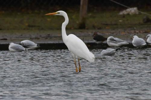 Grande aigrette