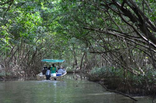 Mangrove de la baie de Génipa