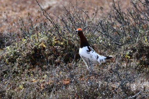 Lagopède des saules (mâle)