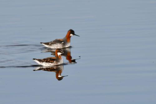 Phalaropes à bec étroit, mâle au premier plan