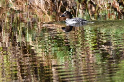 Garrot à oeil d'or, femelle