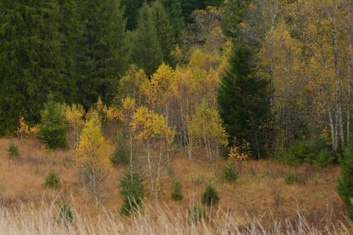 Tourbières de Prénovel