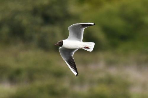 Mouette rieuse