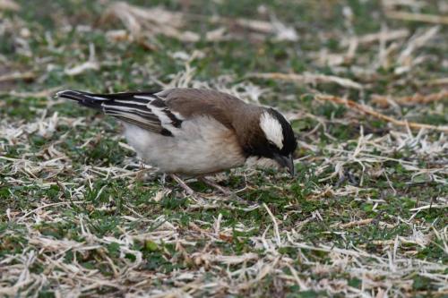 Mahali à sourcils blancs