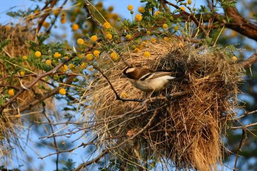Mahali à sourcils blancs