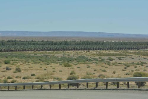 En aval du barrage Naute, palmiers datiers et vignes irrigués