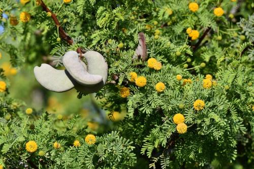 Acacia