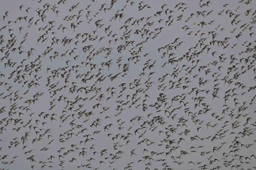 Bécasseaux de l'Anadyr