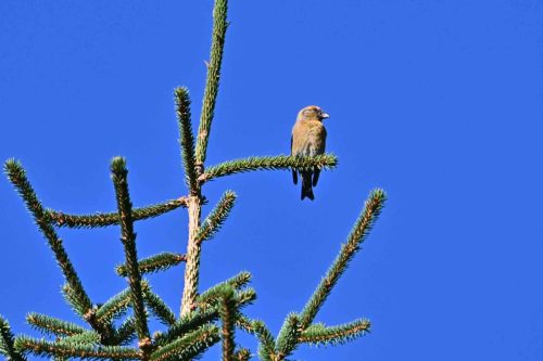 Bec-croisé des sapins