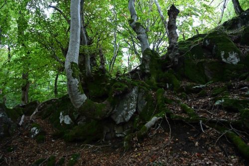 En montant vers la cascade de Faillitoux