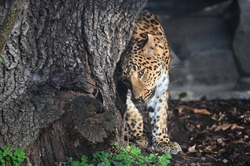 Panthère de Chine du Nord