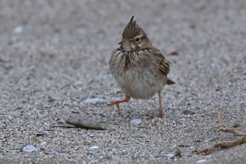 Cochevis huppé
