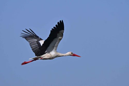 Cigogne blanche