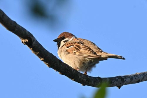 Moineau friquet