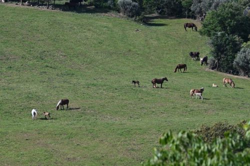 Près de Pessonada