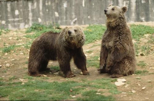 Zoo de Chizé - Ours
