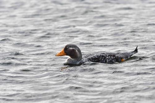 Brassemer des Malouines (mâle)