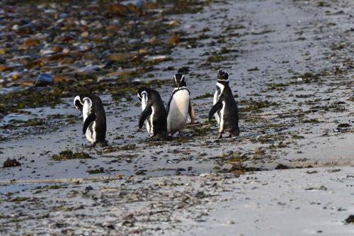 Manchots de Magellan