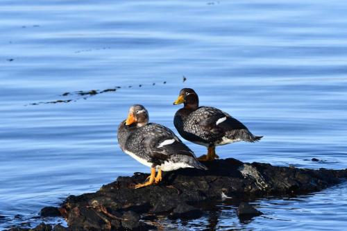 Brassemer des Malouines