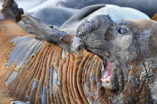 Eléphants de mer
