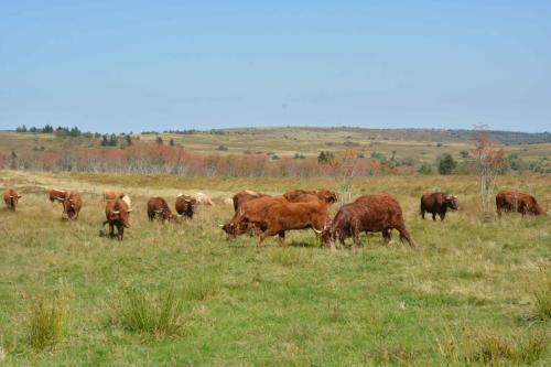 Vaches Salers au col du Béal 1387 m