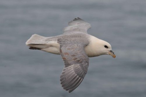 Petrel fulmar