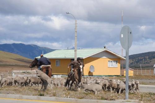 Bergers guidant le troupeau de moutons dans le village de Cerro Castillo 