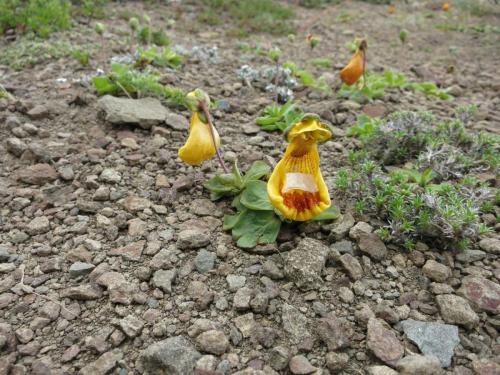 Calcéolaire - Zapatito de la virgen