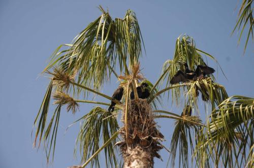 Les cormorans nichent dans les palmiers !! 