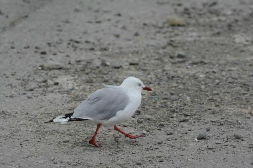 Mouette scopuline 