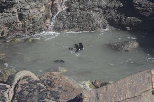 Les jeunes otaries s'entrainent dans la piscine 