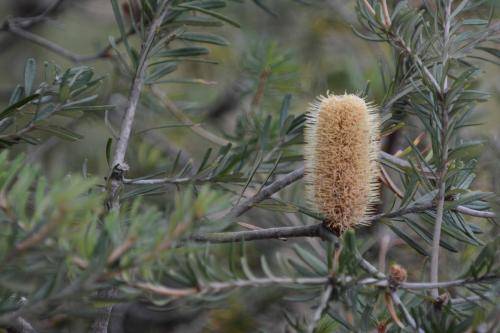 Banksia