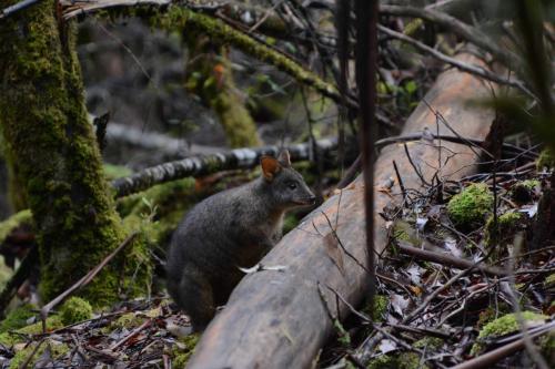 Notre premier wallabie vivant (après tous les cadavres vus sur la route)