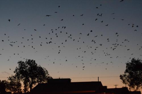 Chauves-souris au dessus du camping